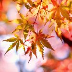 autumn-autumn-colours-autumn-leaves-355302
